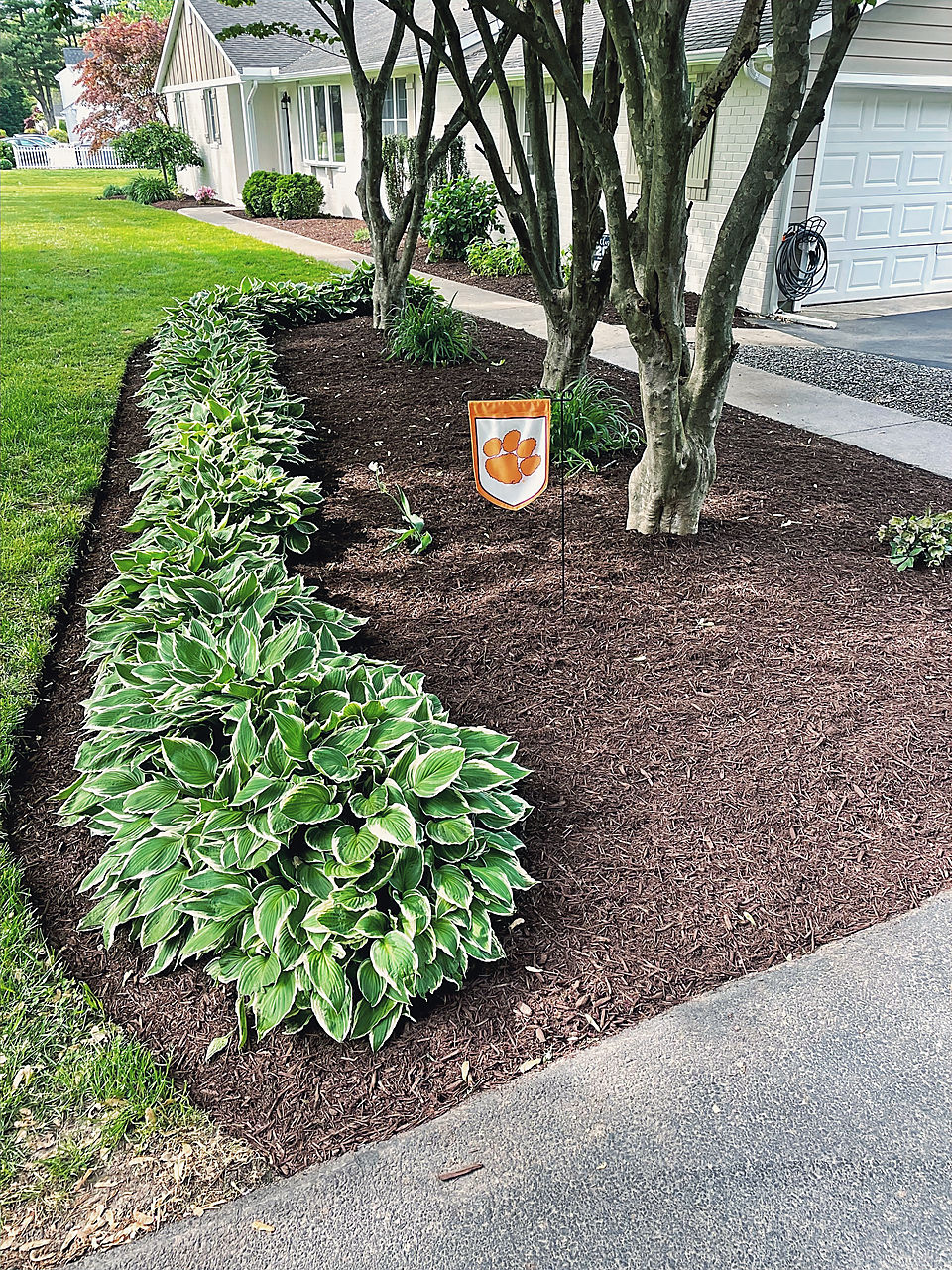 Hostas in fresh mulch with a cut edge along a drive