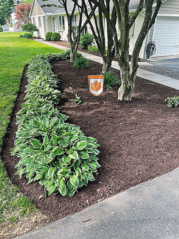 Hostas in fresh mulch along a drive