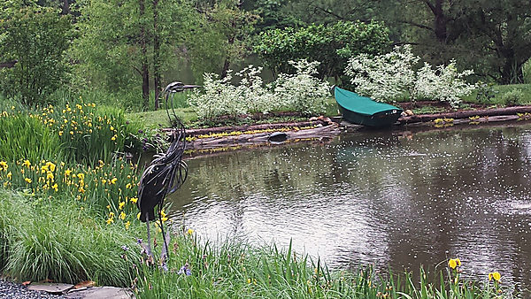 A pond edged with iris